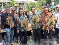 Optimalkan Lahan Terbatas, Yogyakarta Kembangkan Kawasan Pertanian Terpadu