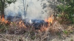 269 Karhutla Hanguskan 621 Hektare Lahan di PPU Sepanjang 2026